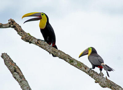 Yellow-throated Toucan (swainsonii)