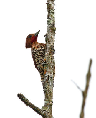 Cinnamon Woodpecker