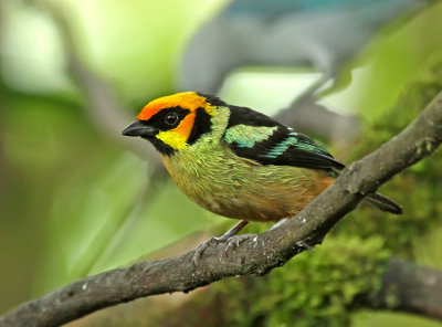 Flame-faced Tanager