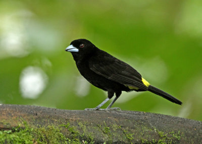 Lemon-rumped Tanager