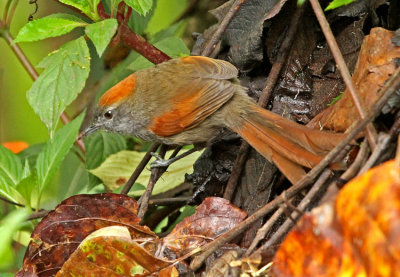 Azaras Spinetail