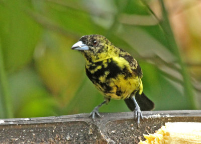 Lemon-rumped Tanager