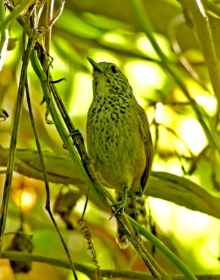 Speckle-breasted Wren