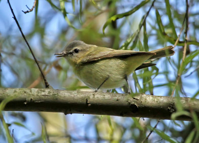 Vireos and Allies
