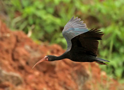 Bare-faced Ibis