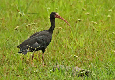 Bare-faced Ibis