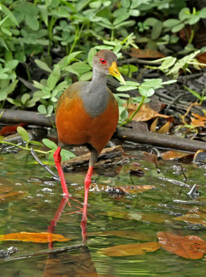 Gray-necked Wood-Rail