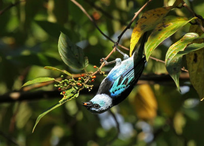 Masked Tanager