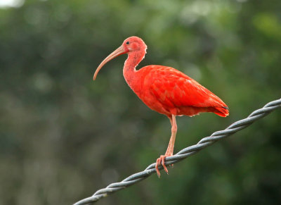 Scarlet Ibis