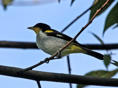 Yellow-backed Tanager