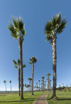 Beachfront palms