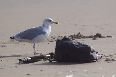 Herring Gull - Zilvermeeuw
