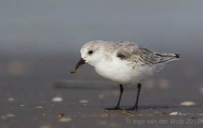 Sanderling - Drieteenstrandloper