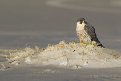 Slechtvalk - Peregrine Falcon - Falco peregrinus