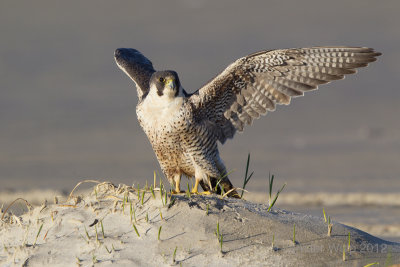 Slechtvalk - Peregrine Falcon