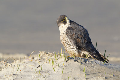 Slechtvalk - Peregrine Falcon - Falco peregrinus