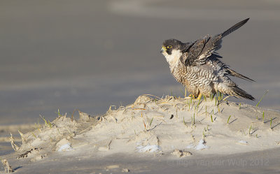 Slechtvalk - Peregrine Falcon - Falco peregrinus