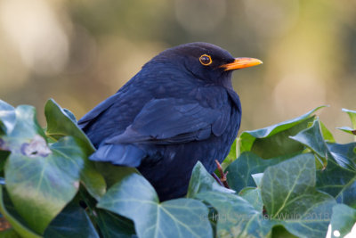Merel - Common Blackbird - Turdus merula