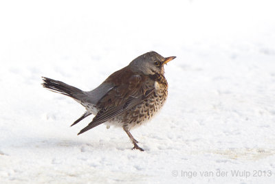 Kramsvogel - Fieldfare