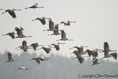 Common Crane - Grus grus