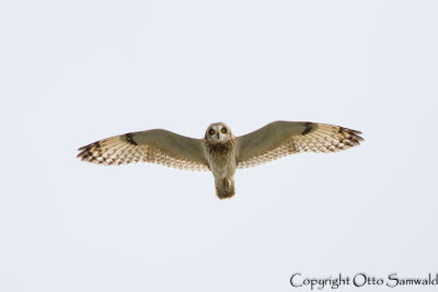 Short-eared Owl - Asio flammeus