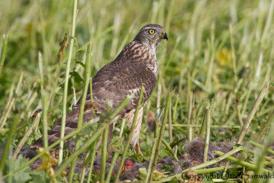 Northern Goshawk - Accipiter gentilis