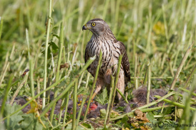 Northern Goshawk - Accipiter gentilis