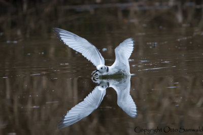 Black-legged Kittiwake - Rissa tridactyla