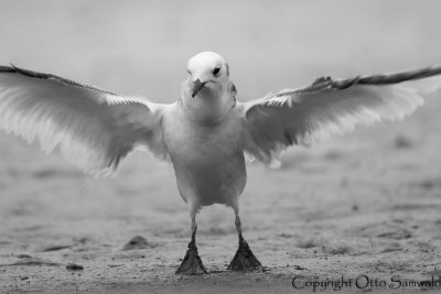 Black-legged Kittiwake - Rissa tridactyla