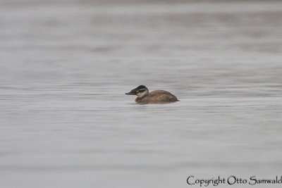 White-headed Duck - Oxyura leucocephala