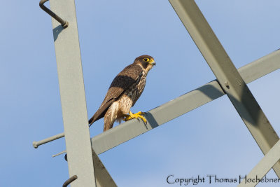Peregrine Falcon - Falco peregrinus