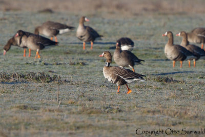 Greater White-fronted Goose - Anser albifrons