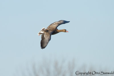 Greater White-fronted Goose - Anser albifrons