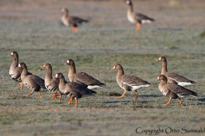 Greater White-fronted Goose - Anser albifrons