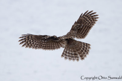 Ural Owl - Strix uralensis