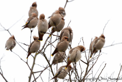 Waxwing - Bombycilla garrulus