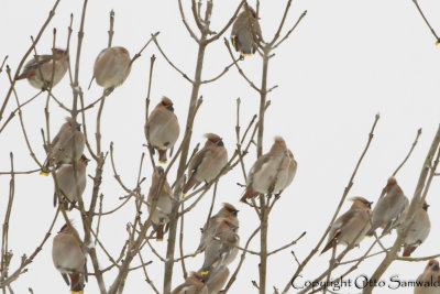 Waxwing - Bombycilla garrulus