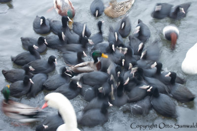 Eurasian Coot - Fulica atra