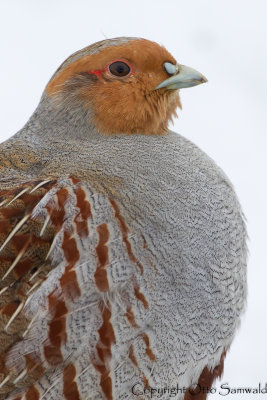 Grey Partridge - Perdix perdix