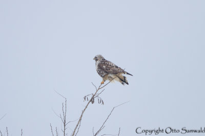 Rough-legged Buzzard - Buteo lagopus