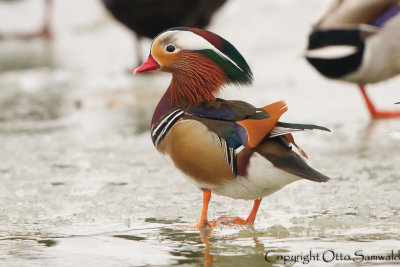 Mandarin Duck - Aix galericulata