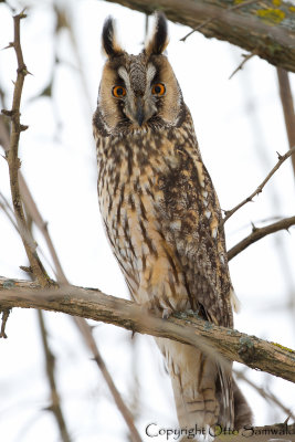 Long-eared Owl - Asio otus