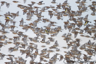 Common Linnet - Carduelis cannabina