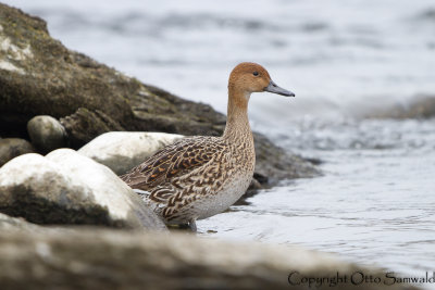 Northern Pintail - Anas acuta