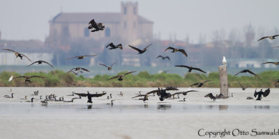 Great Cormorant - Phalacrocorax carbo