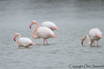 Greater Flamingo - Phoenicopterus roseus