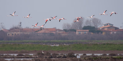 Greater Flamingo - Phoenicopterus roseus