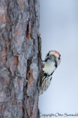 White-backed Woodpecker - Dendrocopos leucotos