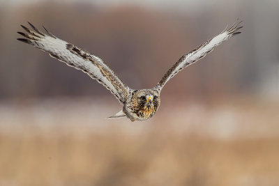 rough legged hawk over winter field web.jpg