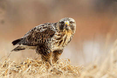 rough legged hawk on prey web.jpg
